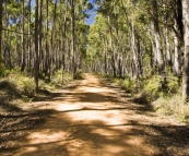 One of the tracks through the dense forest by Strachans campground