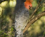 A male Gang Gang Cockatoo at Strachans campground