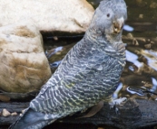 A female Gang Gang Cockatoo at Strachans campground