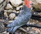 A male Gang Gang Cockatoo at Strachans campground