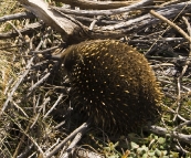 A baby Echidna (called a 'puggles') near The Apostles along the Great Ocean Road