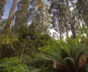 The rainforest on the way into the Otway Ranges near Melba Gully