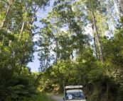 The Tank cruising the Otway Ranges