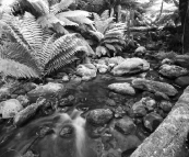 Rainforests of the Otway Ranges