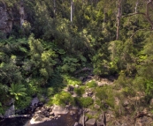 The view of the forest from the top of Phantom Falls