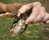 A Freshwater Crayfish out of the Howqua River
