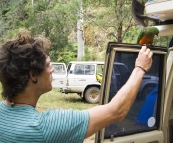 Chris hand-feeding a female Crimson Rosella at our campsite at Noonans Flat