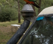 A male Crimson Rosella at our campsite at Noonans Flat
