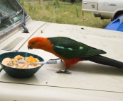 A male Crimson Rosella taking a liking to my breakfast at our campsite at Noonans Flat