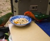 A pair of Crimson Rosellas taking a liking to Chris's breakfast at our campsite at Noonans Flat