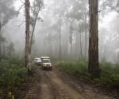 The Tank and Bessie in the fog along the Wombat Spur Track