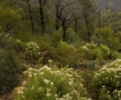 Victorian High Country