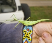 A gigantic stick insect along for the ride in Bessie