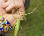 A gigantic stick insect along for the ride in Bessie