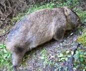 A Hairy-Nosed Wombat on our hike to Pillar Point