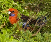 Friendly Crimson Rosellas at our campsite at Tidal River