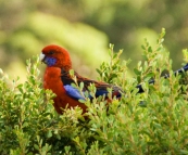 Friendly Crimson Rosellas at our campsite at Tidal River