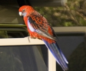 Friendly Crimson Rosellas at our campsite at Tidal River