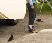 Lisa surrounded by friendly Crimson Rosellas at our campsite at Tidal River