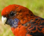 Friendly Crimson Rosellas at our campsite at Tidal River