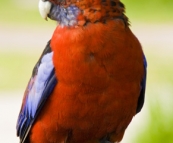 Friendly Crimson Rosellas at our campsite at Tidal River