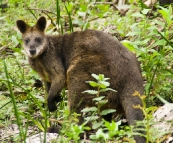 A friendly wallaby on the way to Sealers Cove