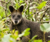 A friendly wallaby on the way to Sealers Cove