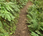 The trail to Sealers Cove