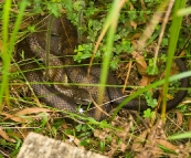 The supremely venomous Tiger Snake near Sealers Cove
