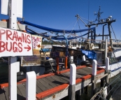 Fresh seafood off the boat