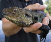 Sam and an Eastern Water Dragon on the banks of the Snowy River