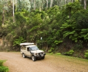 Lush forests along the edge of Snowy River Naitonal Park