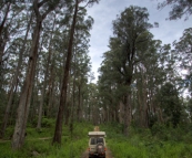 Yalmy Road along the edge of Snowy River National Park