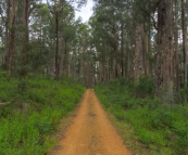 Yalmy Road along the edge of Snowy River National Park