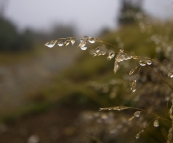 A wet morning on the way to Mount Loch