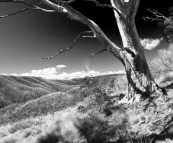 The trail to Dibbins Hut