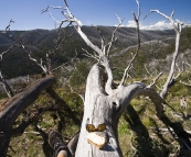 Lunch on a fallen tree with a view toward Dinner Plain