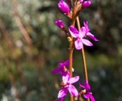 High country wildflowers