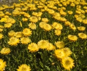 High country wildflowers