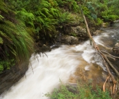 Buffalo Creek below Rollasons Falls
