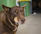 One of the employees at Chambers Winery