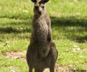 Local wildlife at Geehi Flats