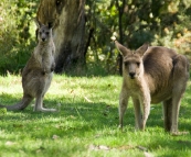 Local wildlife at Geehi Flats