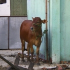 We saw this cow on a spit the day after this photo was taken!