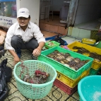 Live crabs (even though they don\'t look it) in Ben Tanh Market