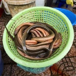 Fresh eels in Ben Tanh Market