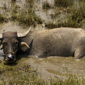 A water buffalo cooling off in the rice paddies in the countryside north of Hoi An