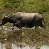 A water buffalo cooling off in the rice paddies in the countryside north of Hoi An