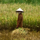 Rice harvesting in the countryside north of Hoi An