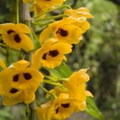 Orchids in the orchid garden on the way up Ham Rong Mountain